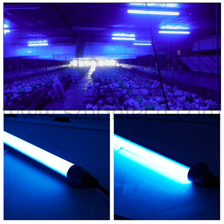 blue light used in chicken hatcheries to promote health and growth