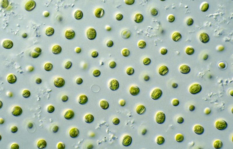 Microphyte micro algae for commercial algae production
