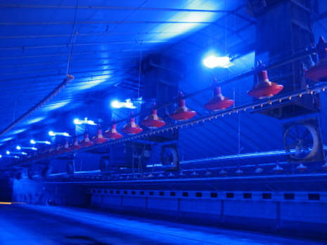 Blue LED lights used in chicken farm lighting systems and poultry farming available from Eco Industrial Supplies