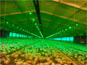 using green light to produce healthy chickens and poultry lighting controller system
